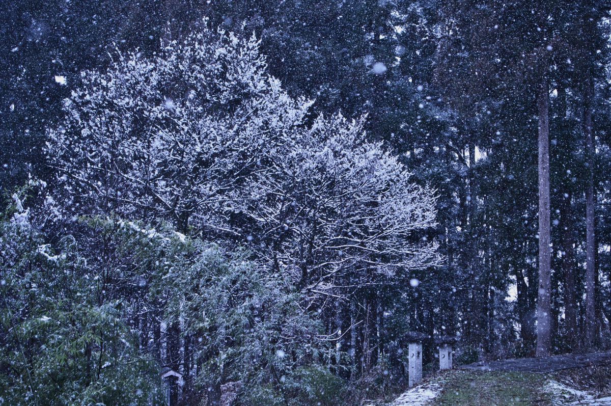 雪桜 | GANREF