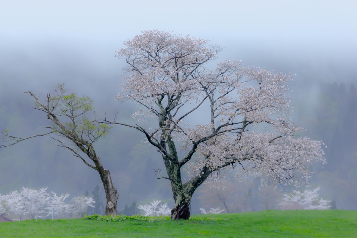春霞 | GANREF