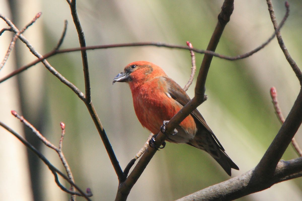 cf8c95fbbc46f7e20a776125db67cf