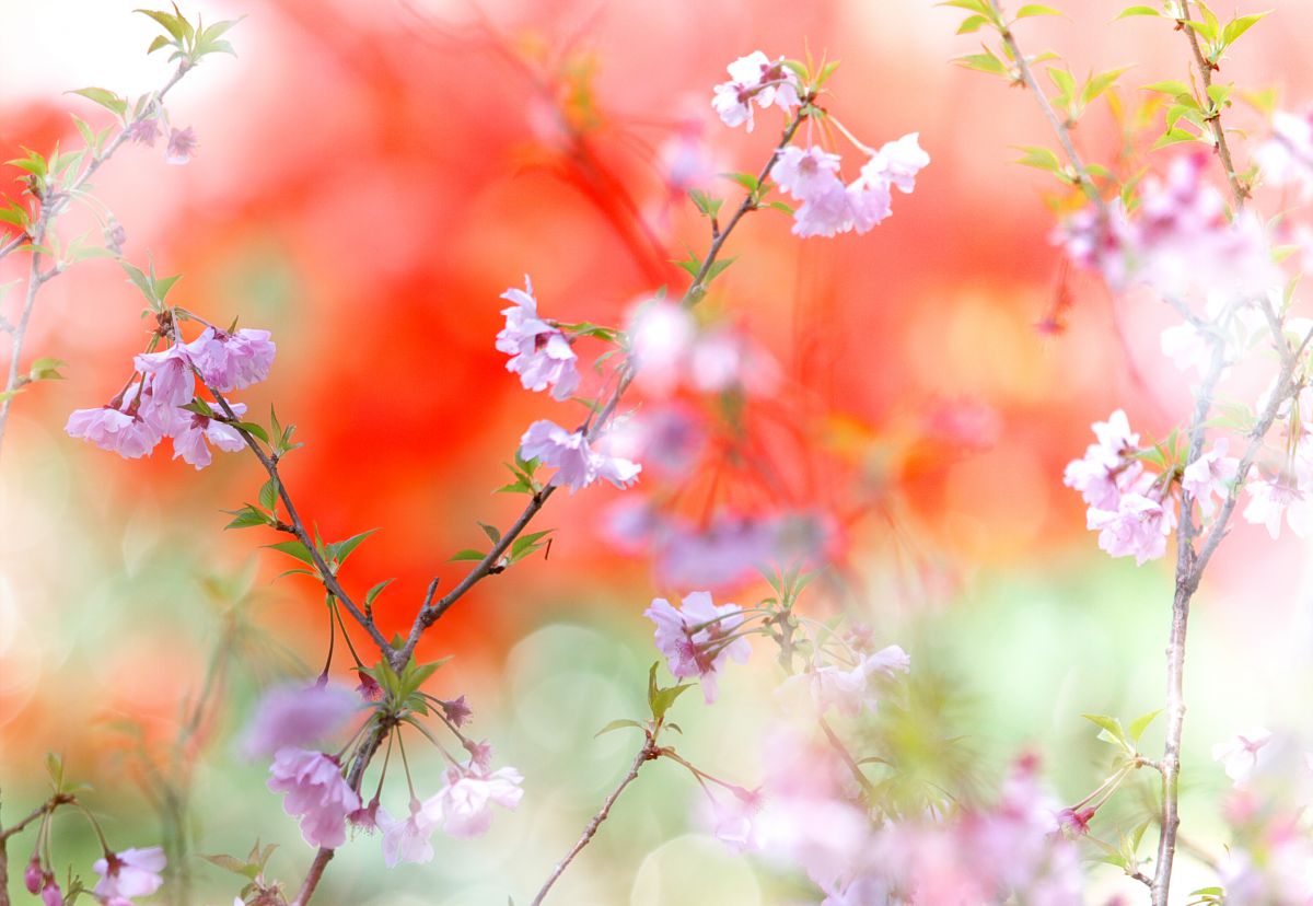 Spring Colors | GANREF
