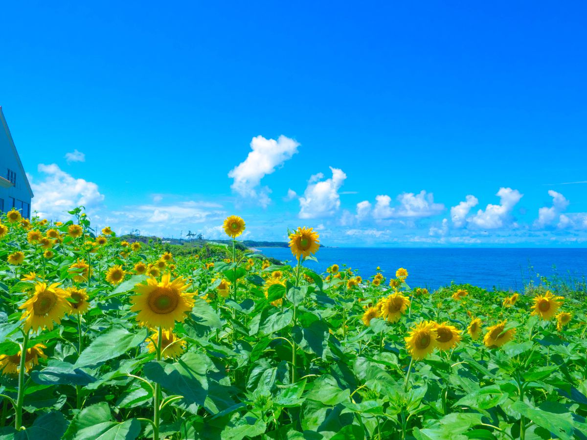 8a58f8c40d5c82f10a564906c65a77