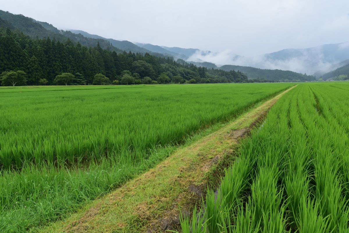 畦道 | GANREF
