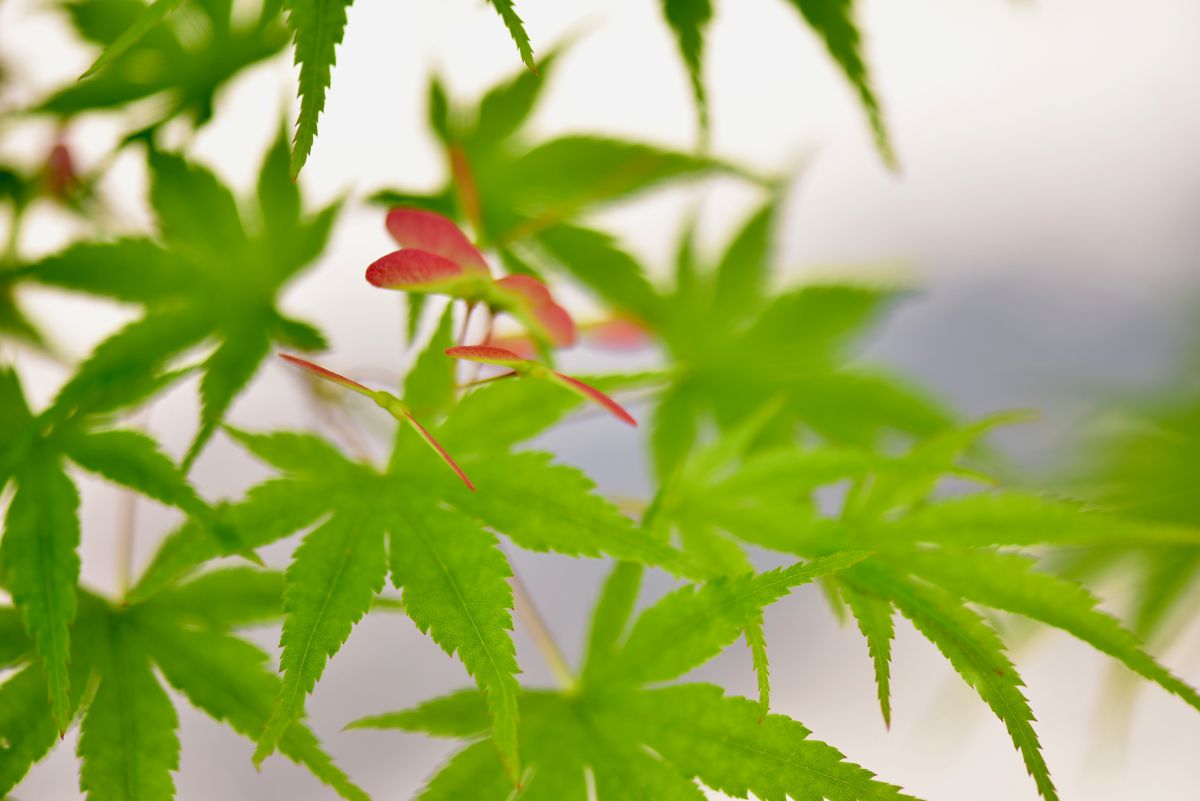 春のもみじ | GANREF