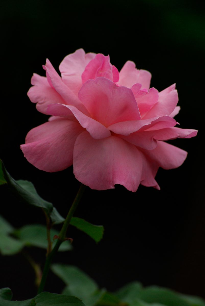 Pink rose | GANREF