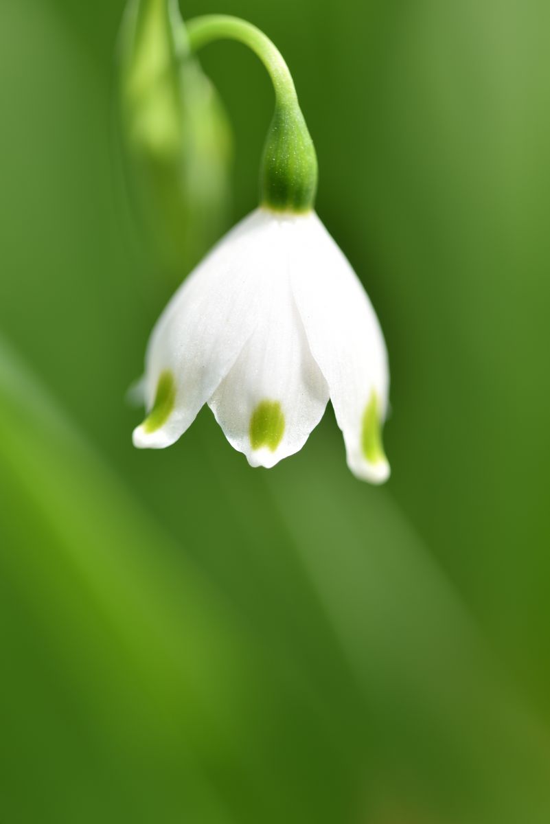 Spring color Green ＆ White | GANREF