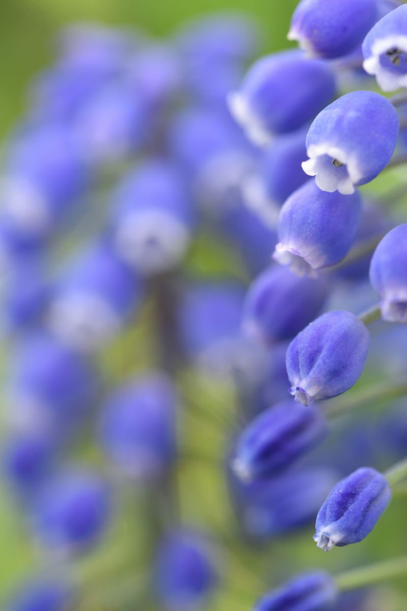 Spring color Blue | GANREF