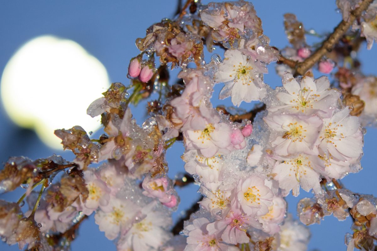 氷桜 | GANREF