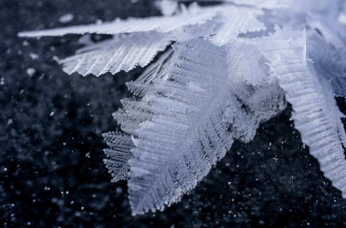 Icy leaf | GANREF