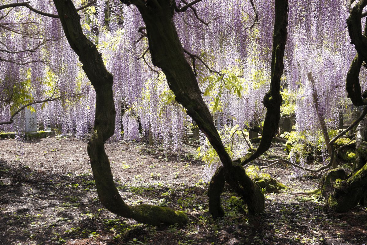 purple shower | GANREF