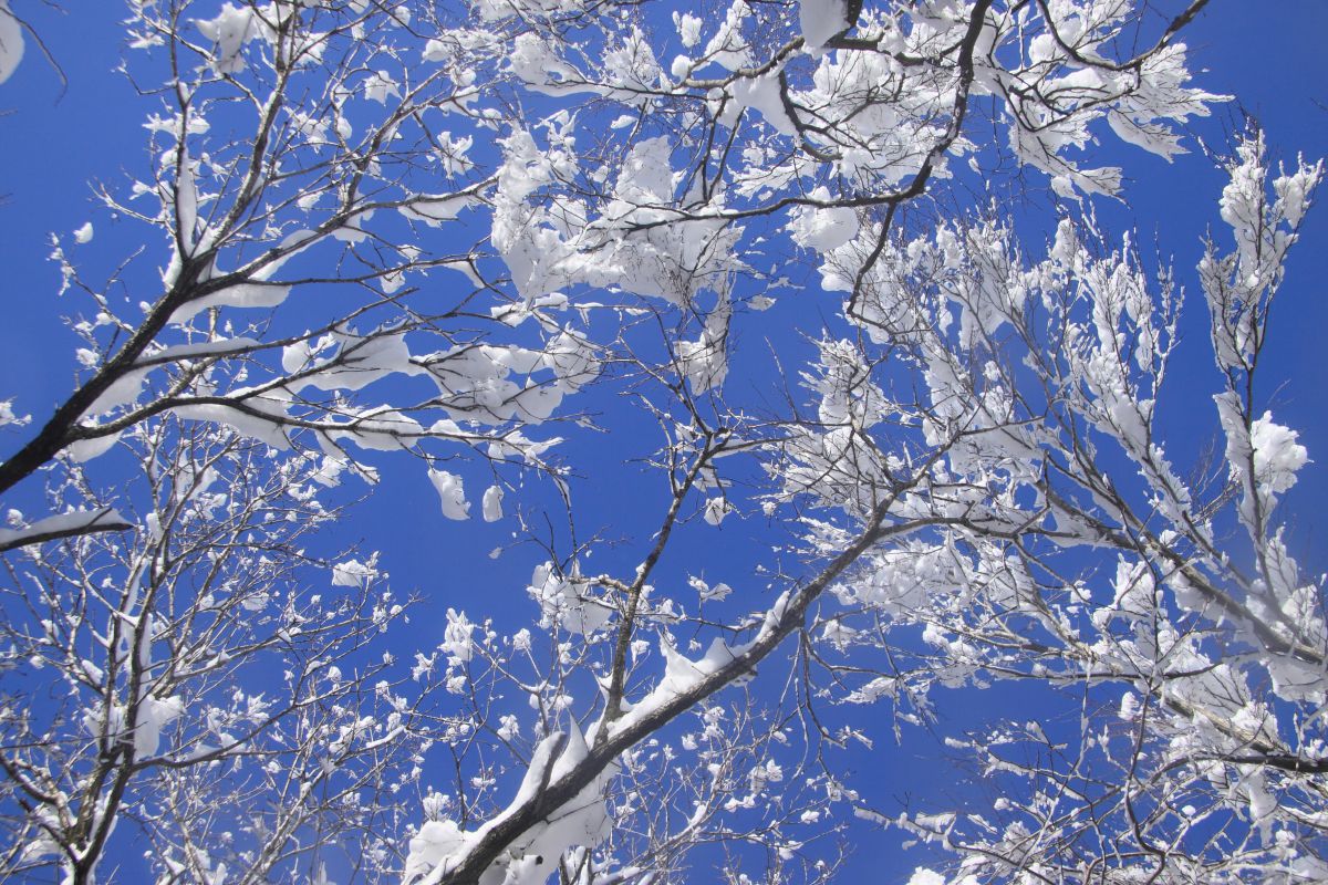 雪の花.JPG | GANREF