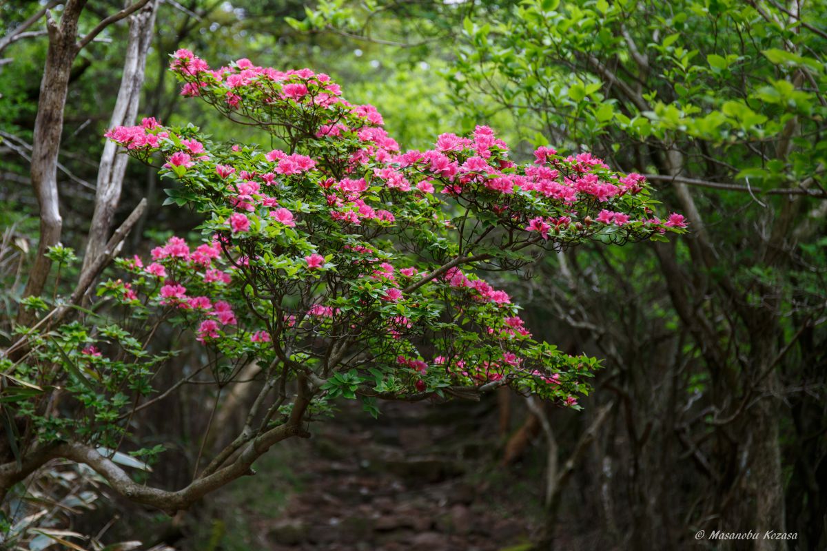 spring color | GANREF