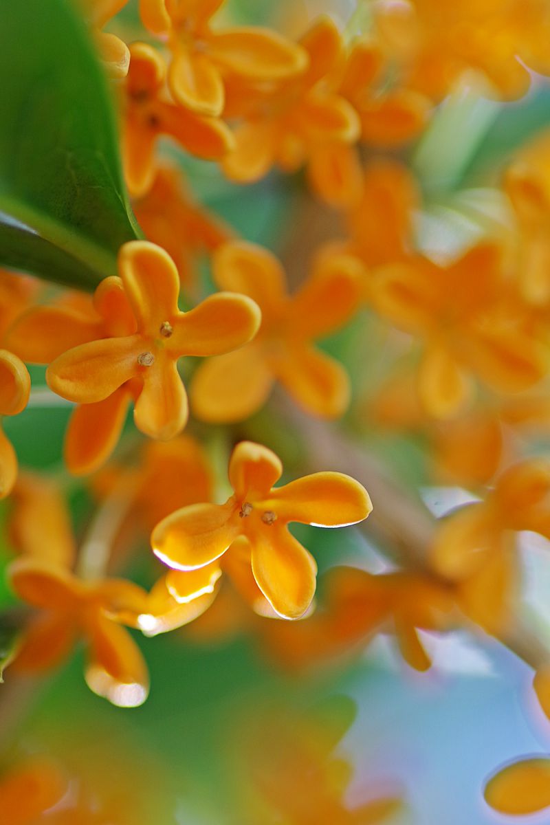 無料印刷可能金木犀 花言葉 すべての美しい花の画像