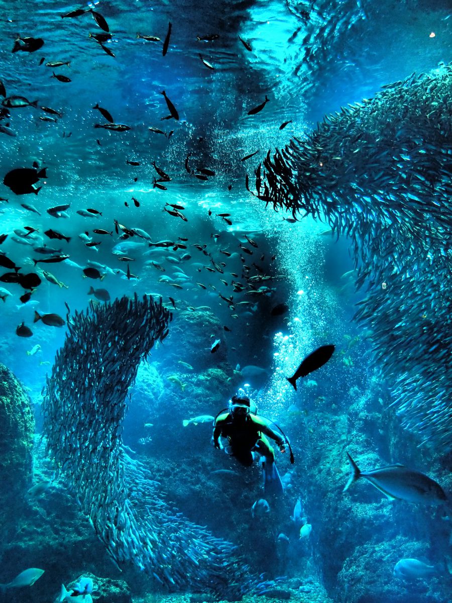 In the sea | GANREF