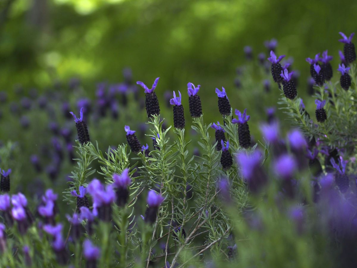 Purple garden | GANREF