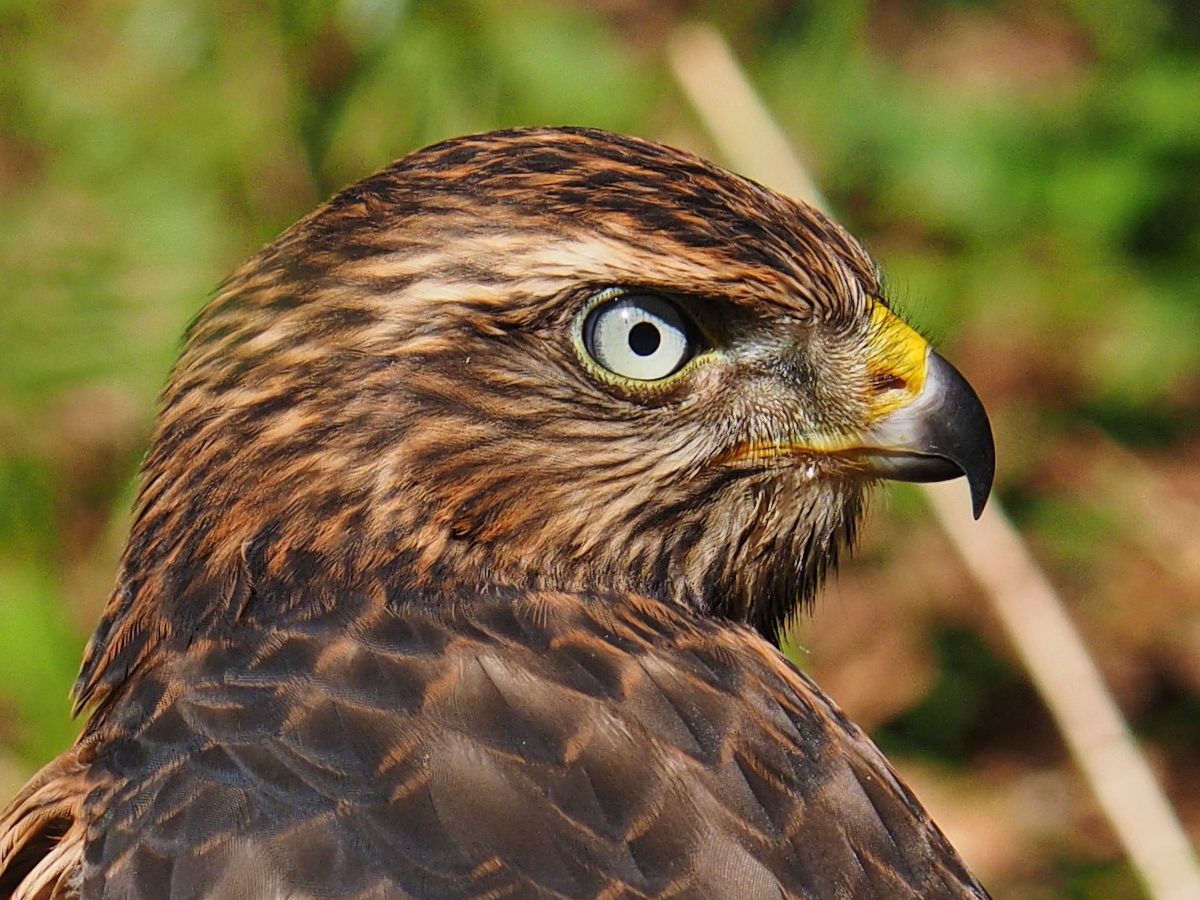 横顔 真横顔 ・ これでも短くなった✂︎ ・ ありがとうございます
