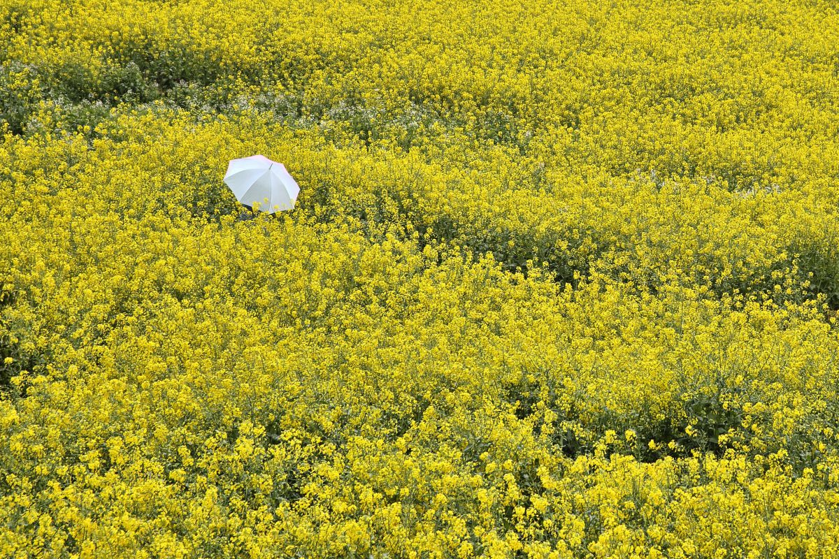 Yellow | GANREF