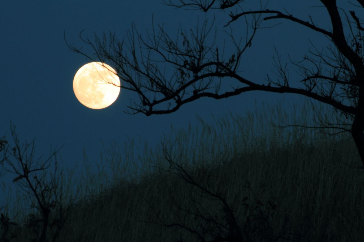 Moon | GANREF