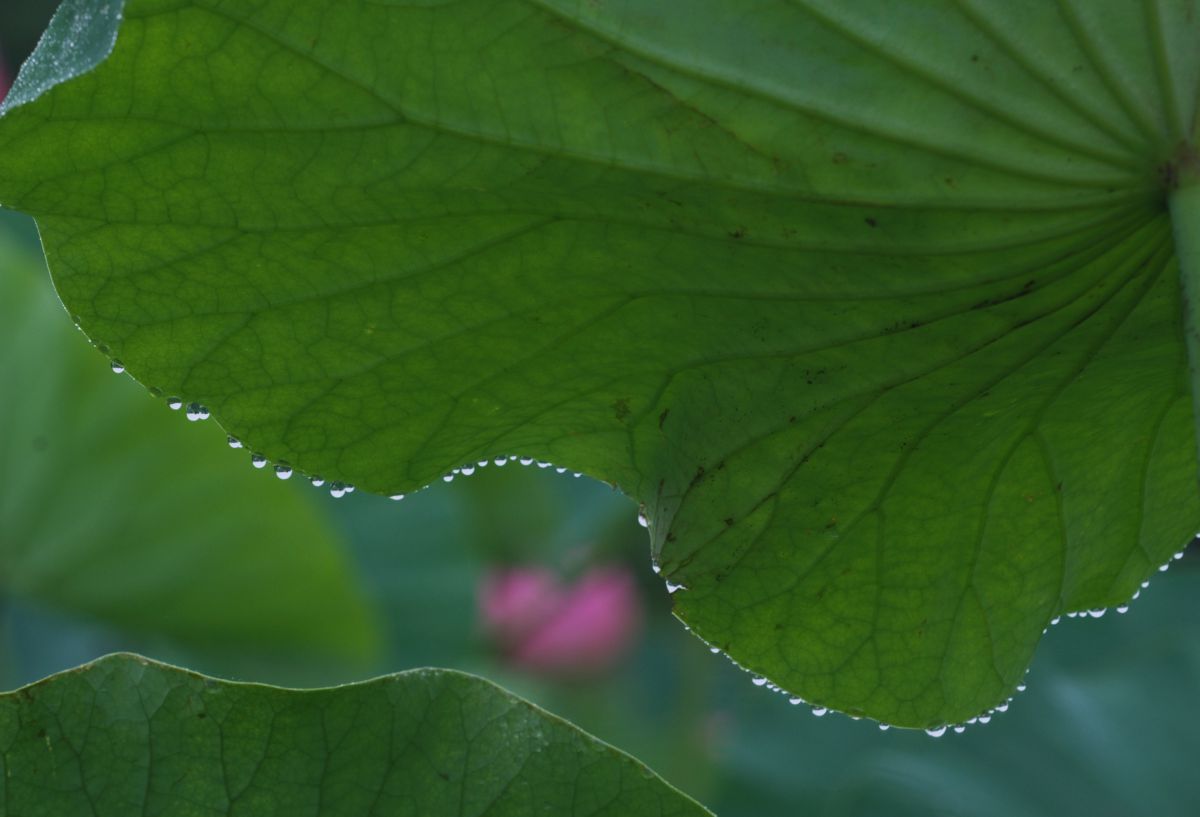 古代蓮の沼 GANREF