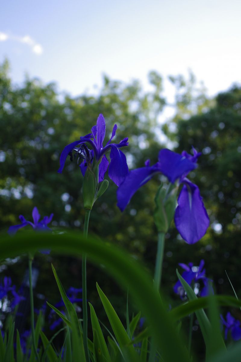 から衣 きつつなれにし つましあれば はるばる来ぬる たびをしぞ思ふ GANREF