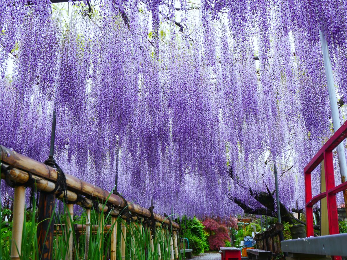 Purple shower. | GANREF