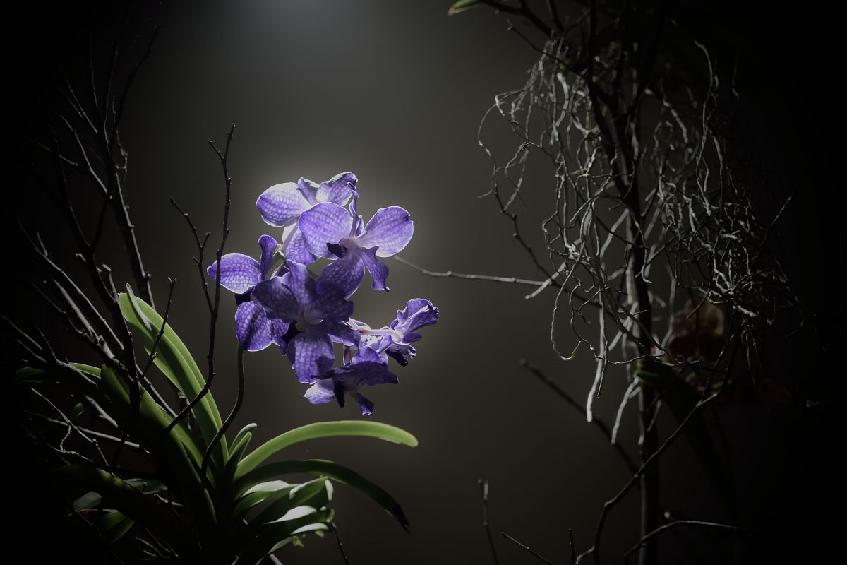 purple | GANREF