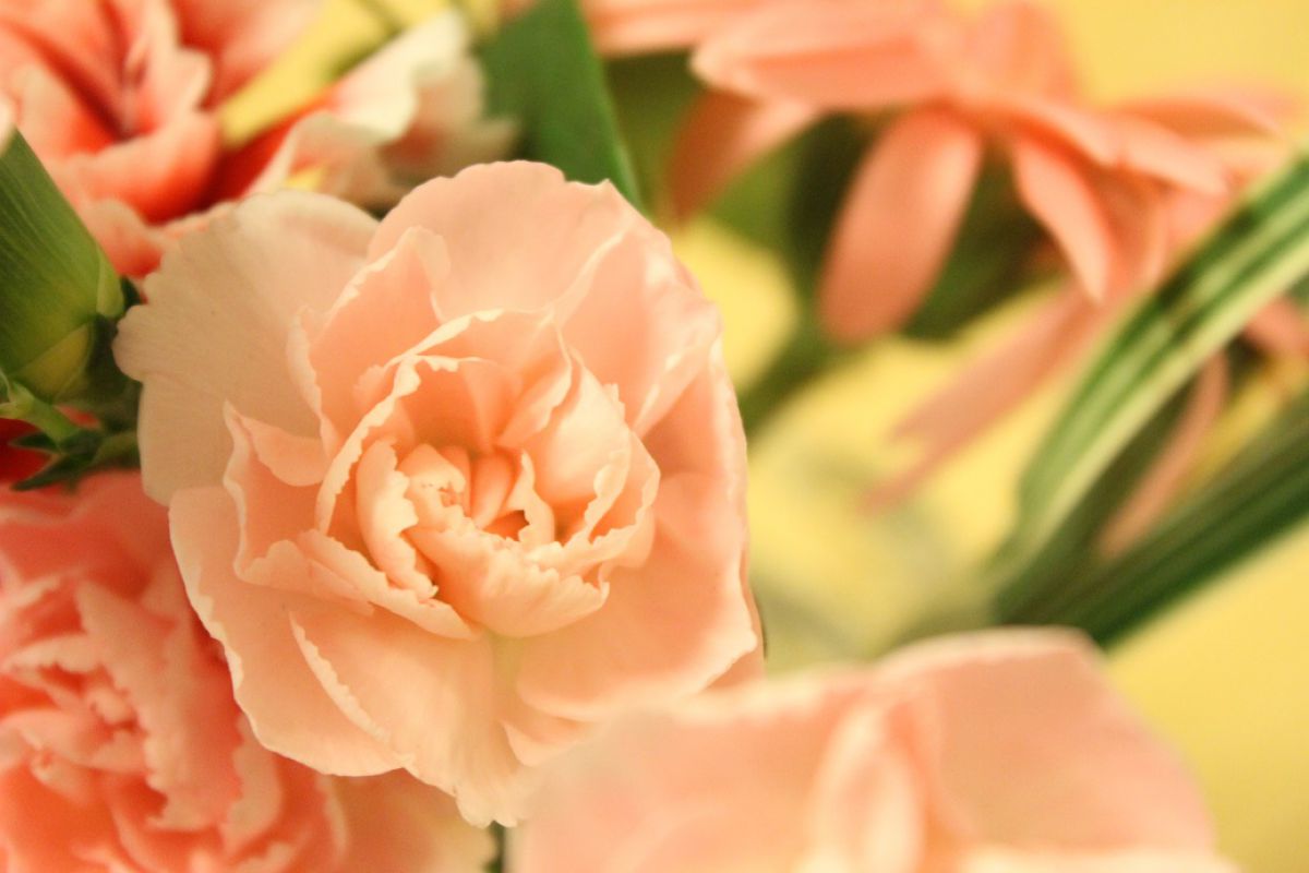 Pink rose | GANREF
