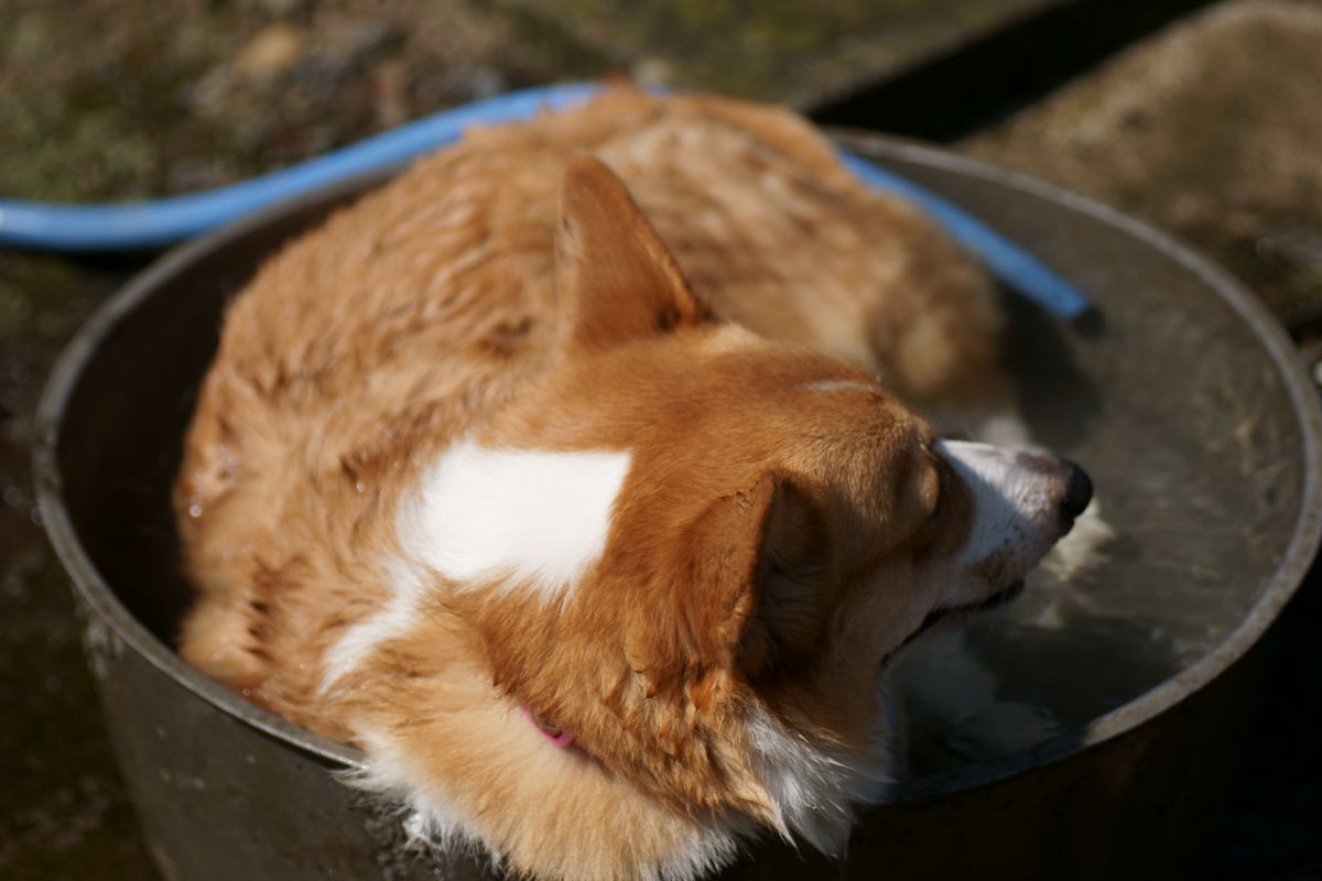 たらい犬 | GANREF