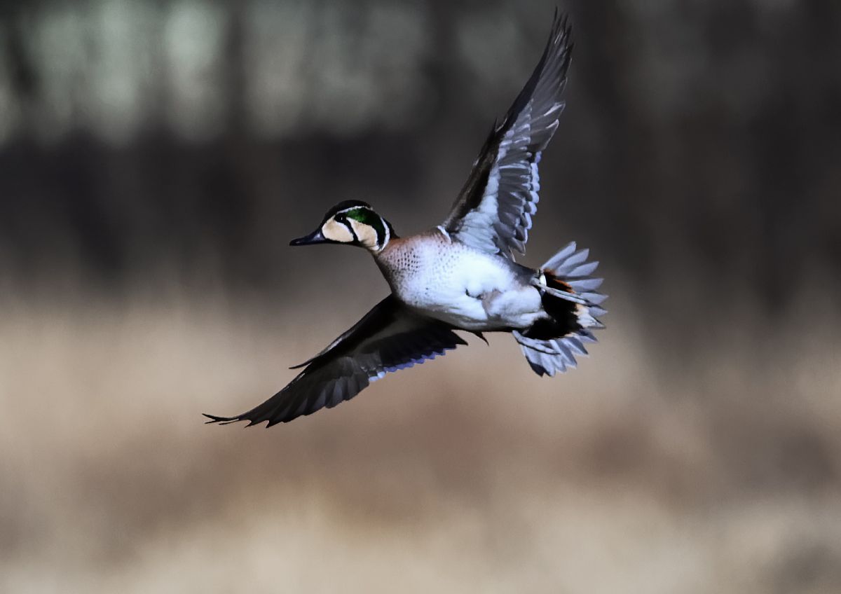 トモエガモ　剥製　カモ トモエガモ剥製カモ