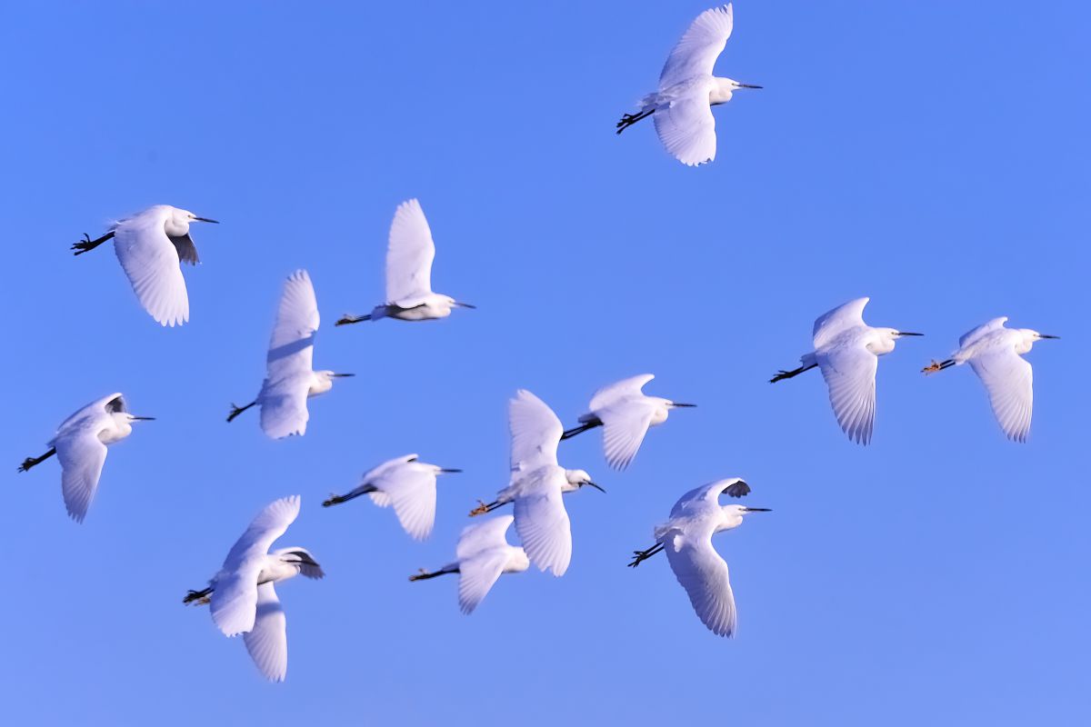 つよし　幻の「白鷺」 a9f4464d0a9cf6a543234e250709c0