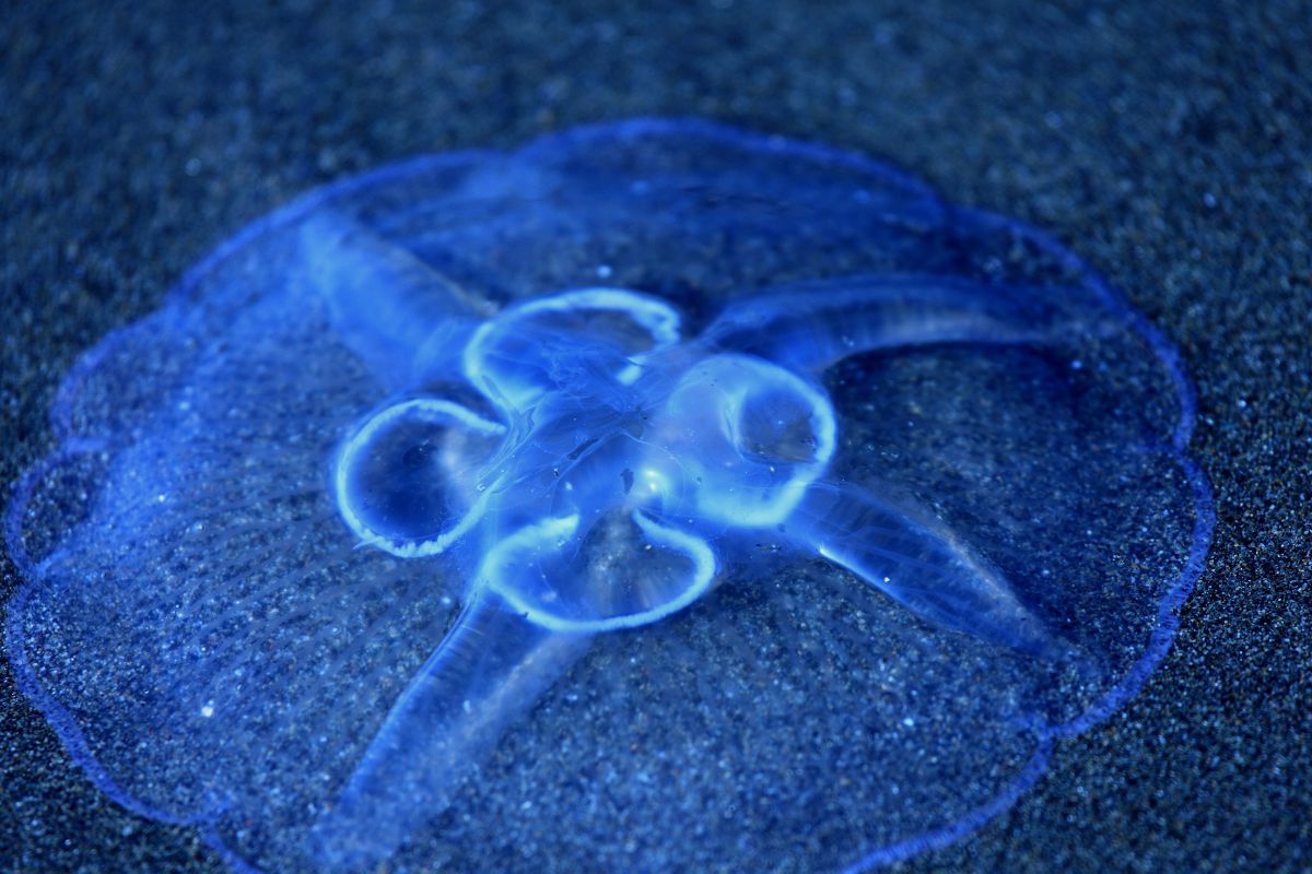 87a58b200de292b837befa728e2045