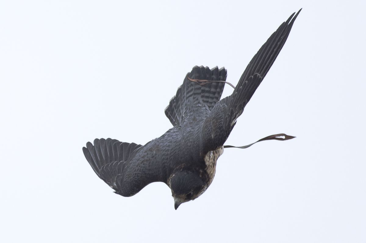 そして不死鳥はよみがえる ハヤブサ降臨 ハヤブサ降臨そして不死鳥はよみがえる | ハヤブサ |本 | 通販