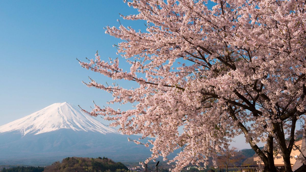 河口湖の富士と満開の桜 終了致しました【河口湖周辺観光情報】富士・河口湖さくらまつり