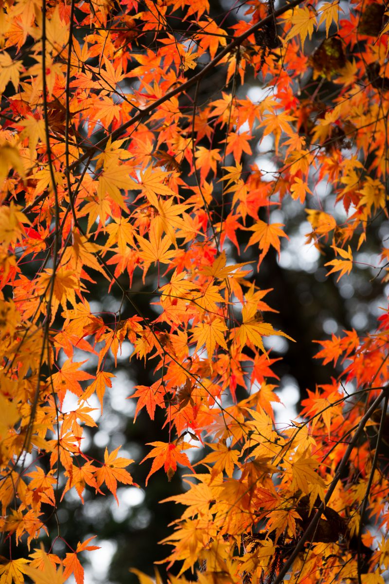 FALL to WINTER | GANREF