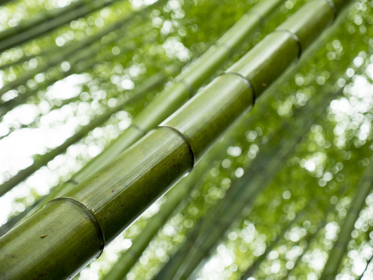竹 | GANREF