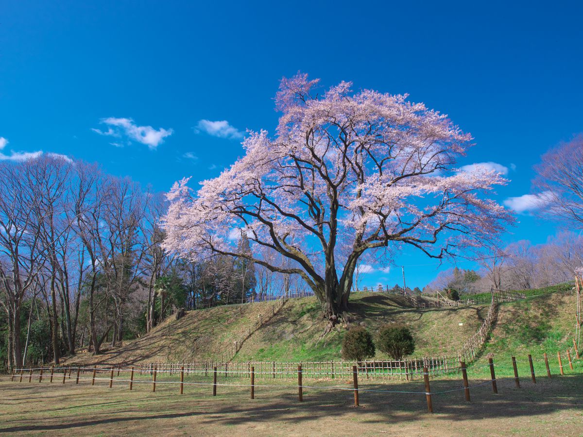 746c9467b6223e4af4d6a66f8fb8f0