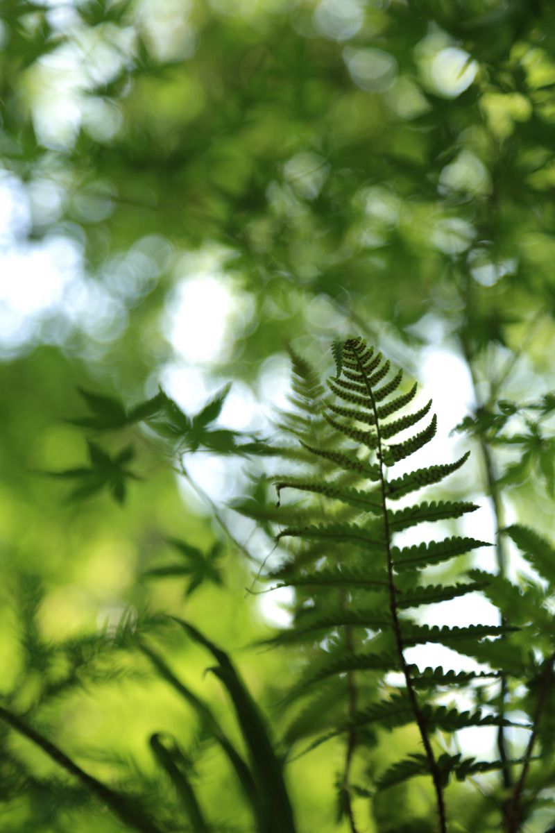 Green | GANREF