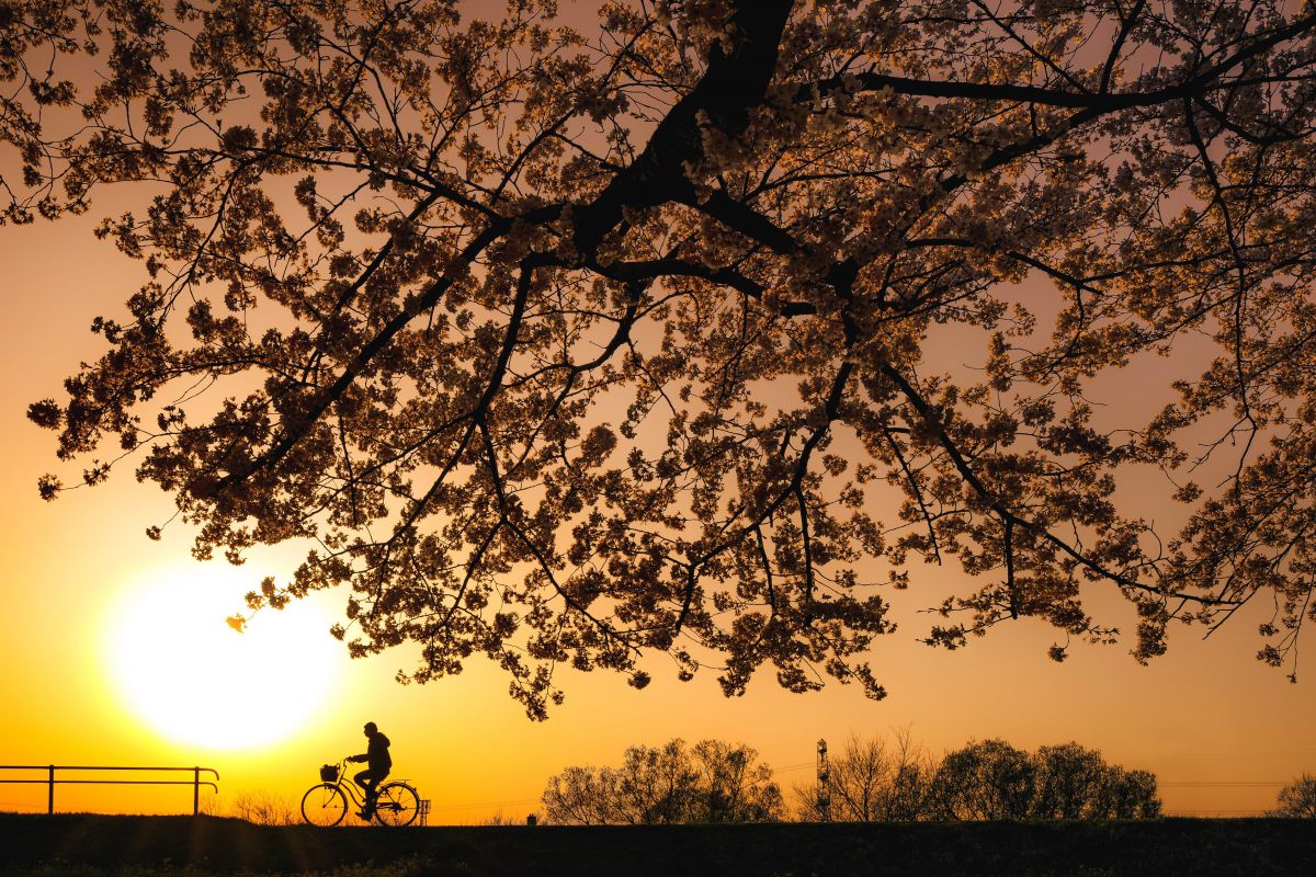 夕方桜 桜 さくら サクラ 満開 花 春 夕刻 夕方 太陽 日没 落陽 赤