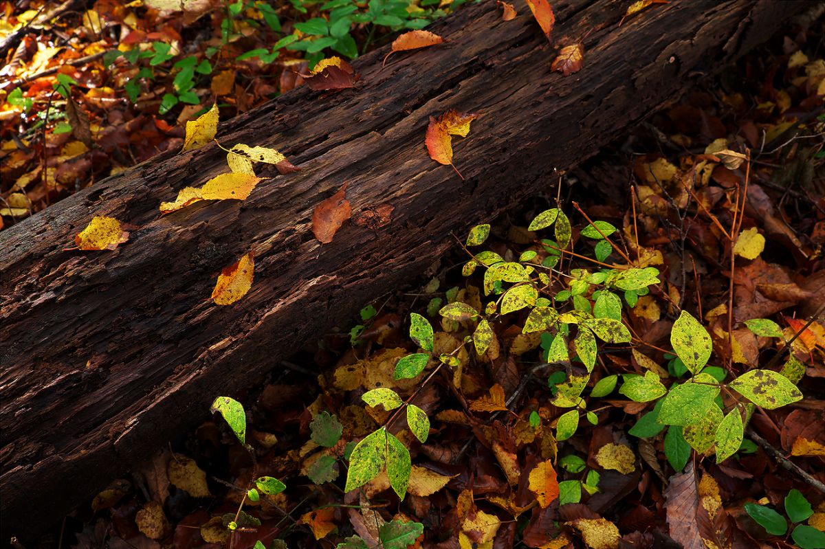 落ち葉がパラパラと | GANREF