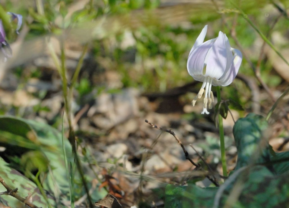 白いカタクリは、幸せの花 | GANREF