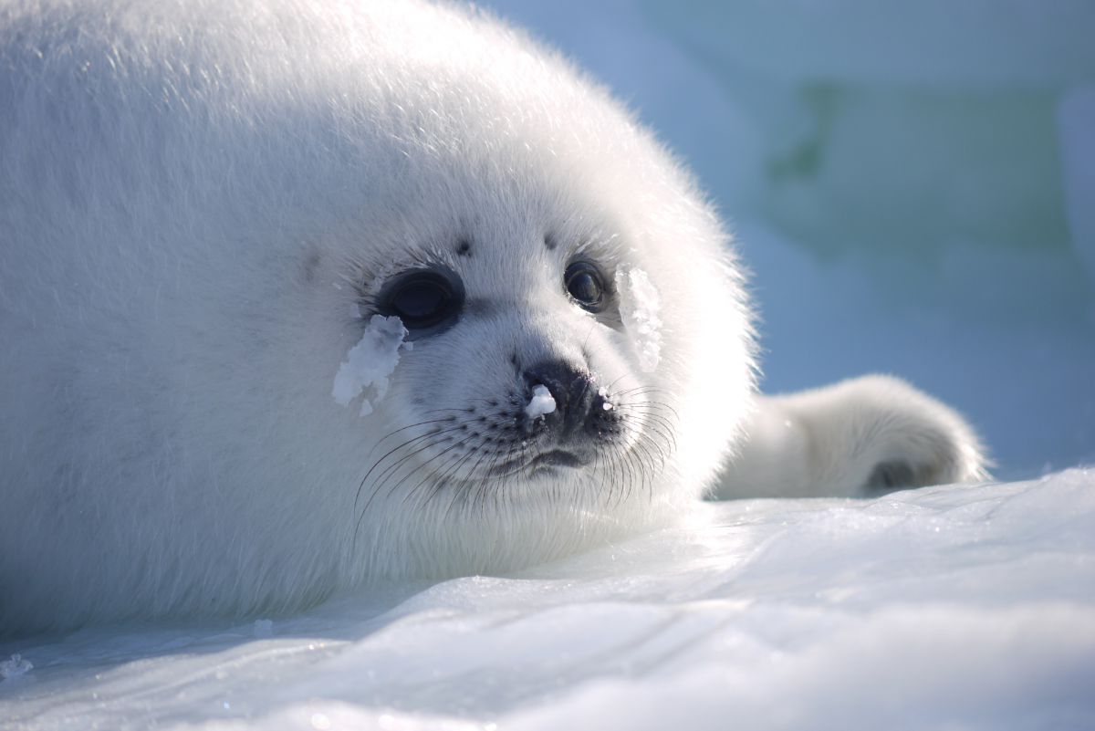 極寒の氷原、赤ちゃん誕生 動物奇想天外 タテゴトアザラシ
