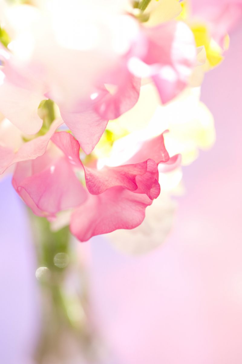 ひらひら | GANREF