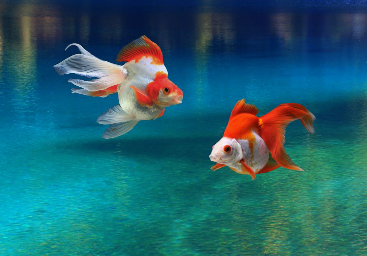 金魚の楽園 | GANREF
