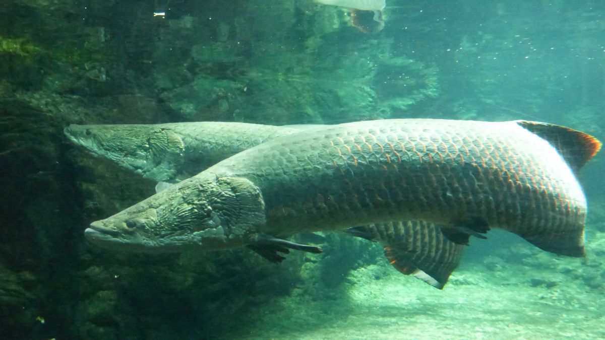 アマゾンの巨大魚 | GANREF