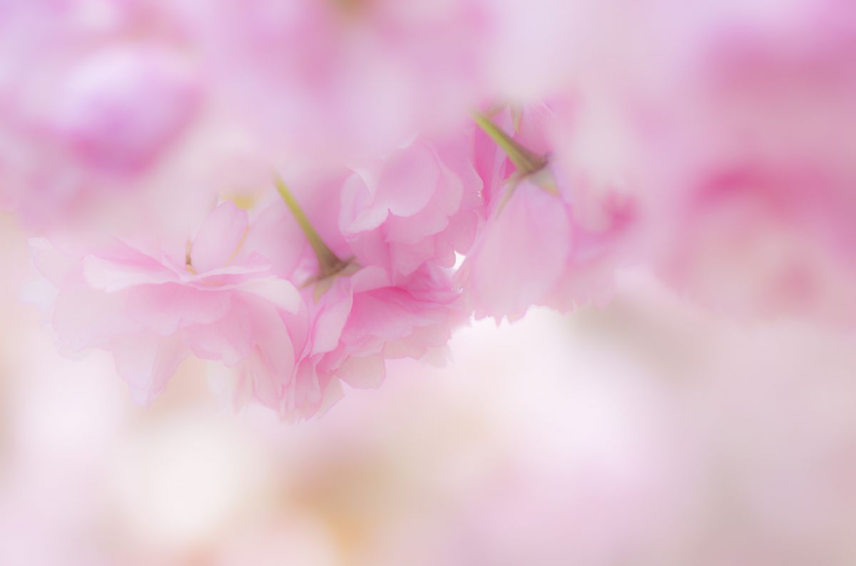 Dream of Spring | GANREF