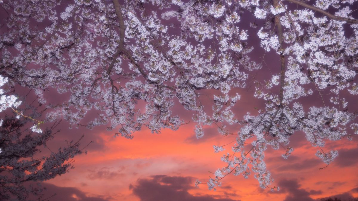 夕方桜 Sakura night🌸 4年ぶり？のライトアップ 21時までかと思ってい