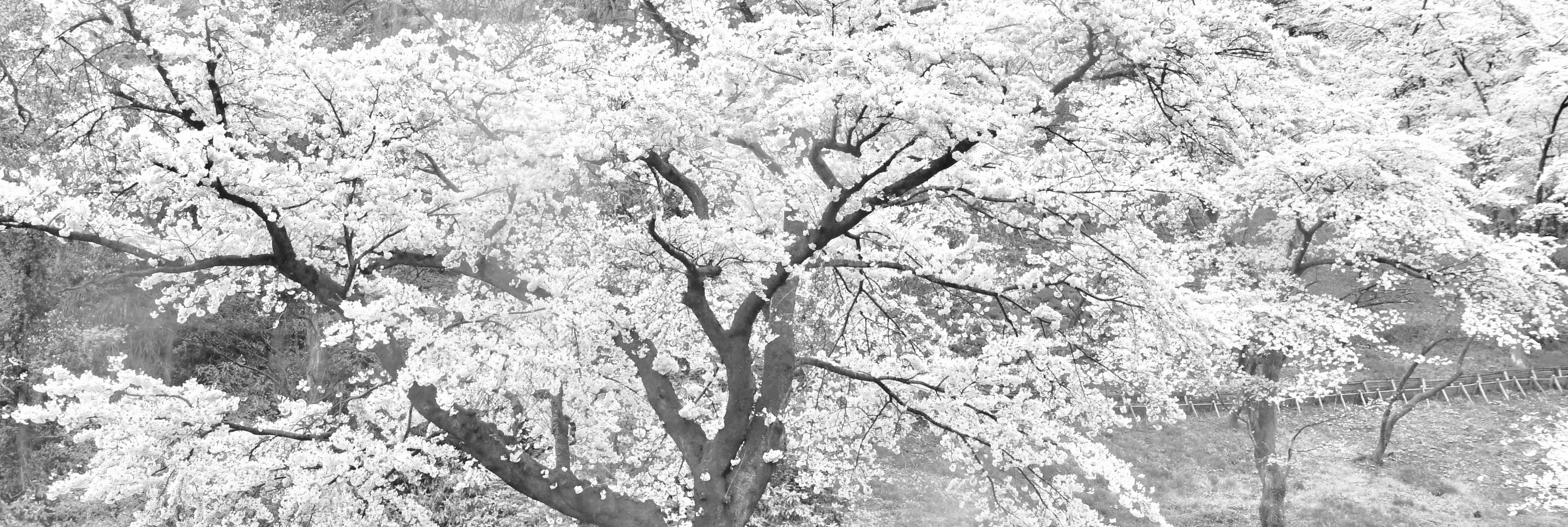 桜モノクロ Ganref