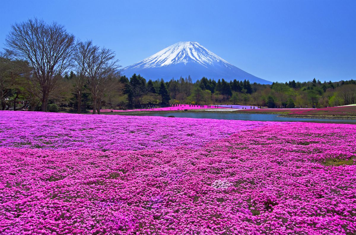 富士芝桜 GANREF