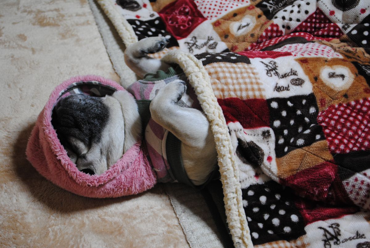犬はこたつで眠くなる | GANREF