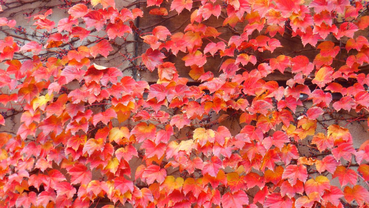 紅葉の葉っぱページ 葉っぱ.紅葉」の写真素材 | 1,741,028件の無料イラスト画像