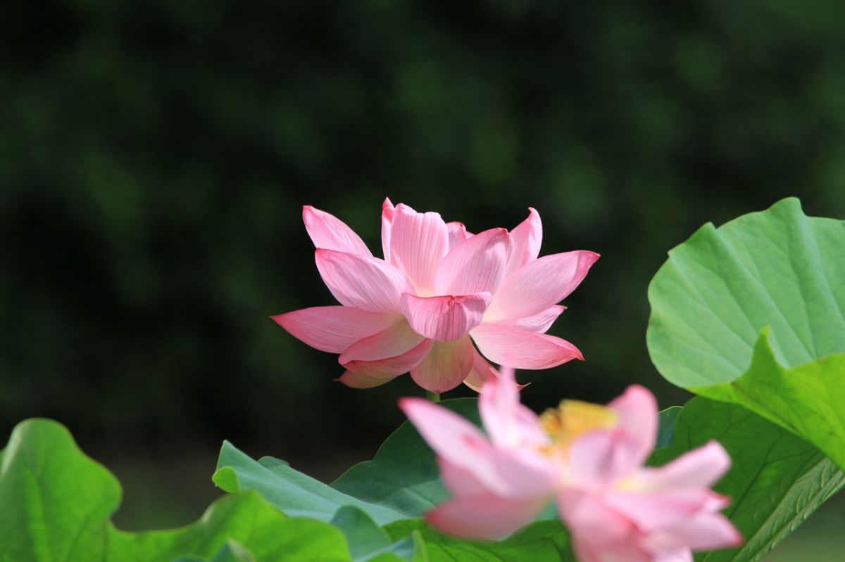 蓮花 蓮花-1 | GANREF